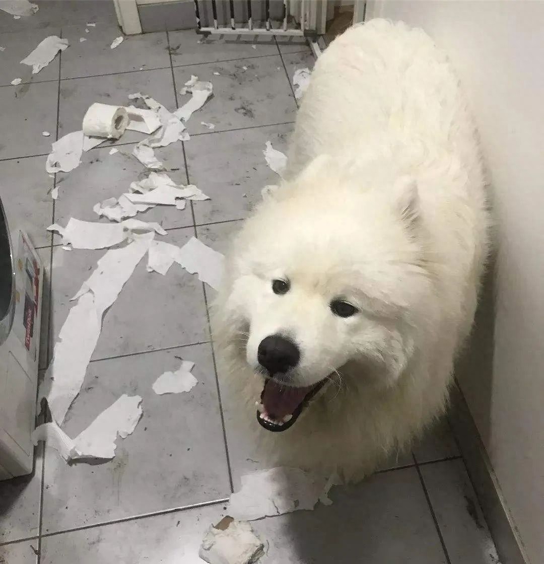 “雪橇三傻”到底谁最“傻”（附：世界三大傻狗）