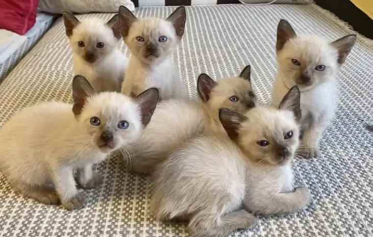 养暹罗猫的十大禁忌(养暹罗猫应该注意什么)