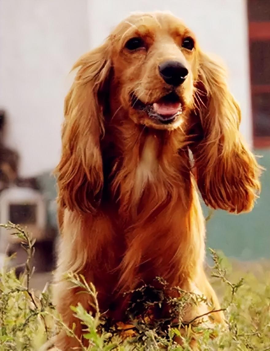 可卡犬什么价钱（教你辨别可卡犬的品种）