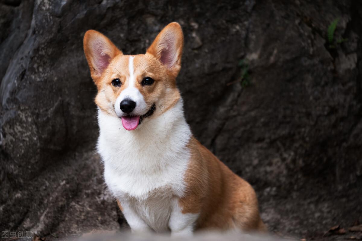 了解最常见的狗狗品种（详解：宠物狗都有哪几种品种）