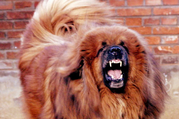 一只赛级别的藏獒多少钱（没有足够经济条件的人慎重）