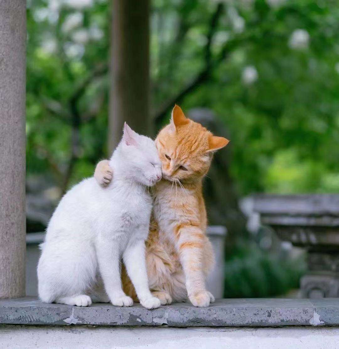 4个月公猫小口红出来了意思（3个月猫咪的小鸡突然出来是发育了吗）