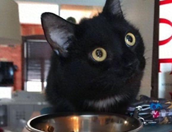 流浪猫上门产子是福是祸（附：养宠物是来陪伴自己的）