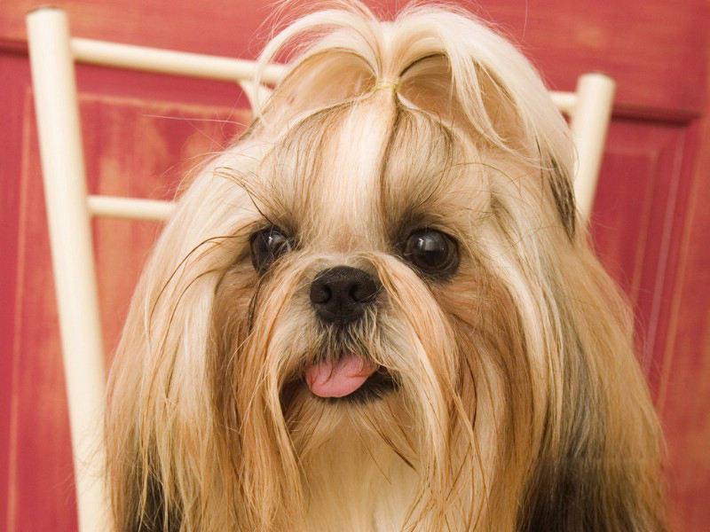 西施犬的图片大合集（详解：有几种颜色的西施犬）