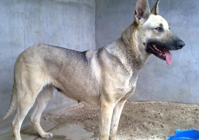 狼犬（狼犬品种大全）