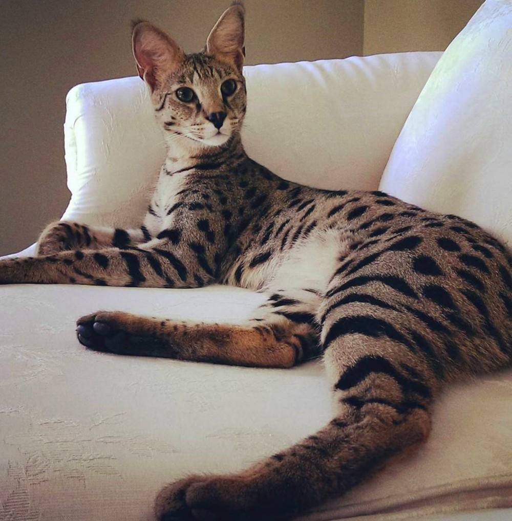 苏格兰高地猫折耳猫图片及品种（你知道苏格兰高地长毛猫多少钱吗）