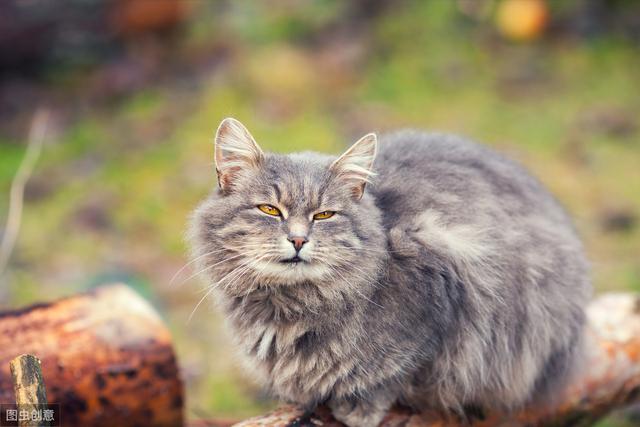 蛇真的咬不到猫吗(蛇为何咬不到猫)