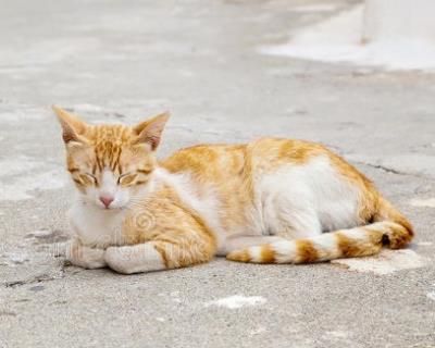 如何分辨猫咪性别（详解：怎么分辨猫的公母）