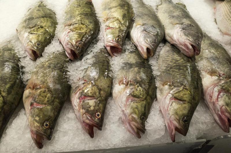 桂鱼多少钱一斤2022（详解：一万尾桂花鱼养殖成本）