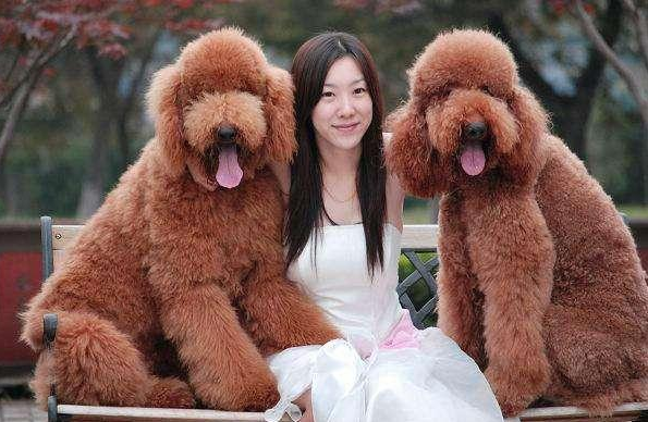 为何养巨型贵宾犬的人这么少（附：巨贵犬图）