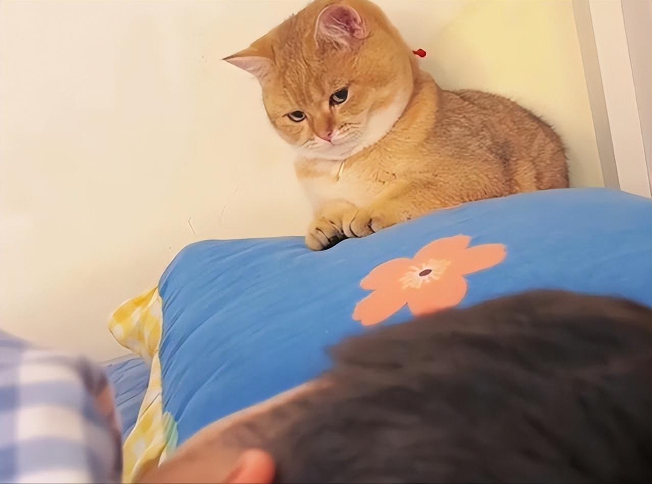 养金渐层猫的禁忌及图片（800块能买到正宗金渐层吗）