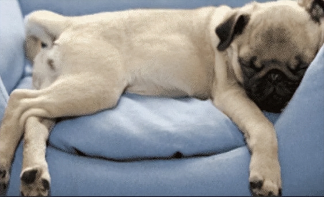 狗狗肠胃炎要断食断水多少天（没用，要对症下药）