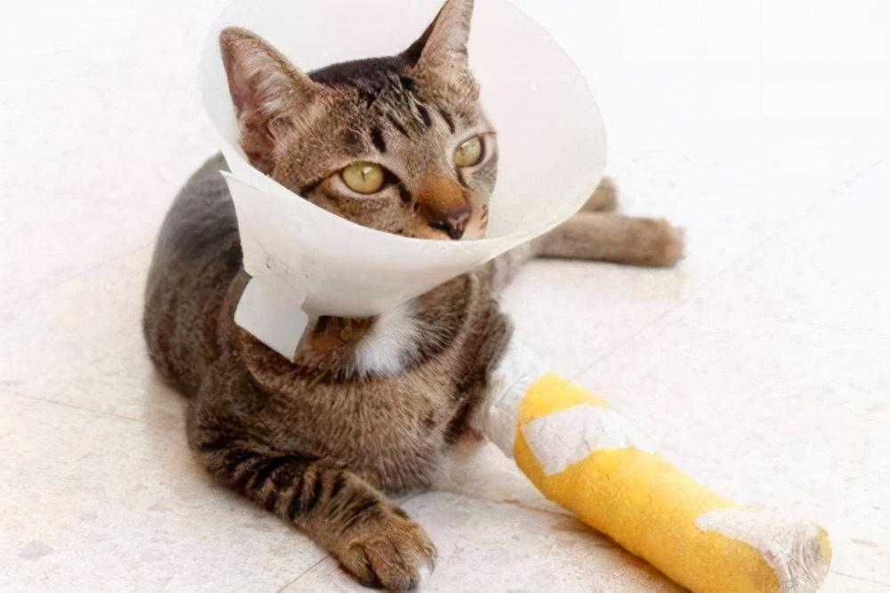 猫的伤口化脓成一个洞会死吗图片（猫咪身上烂了个洞有化脓用什么药怎么办）