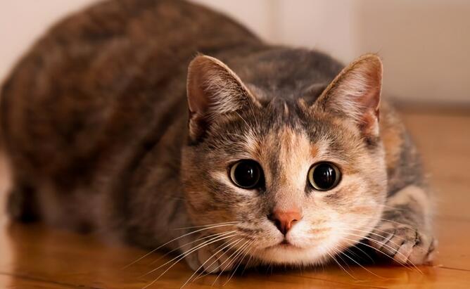 你全懂猫咪这些肢体语言，说明是个资深猫奴