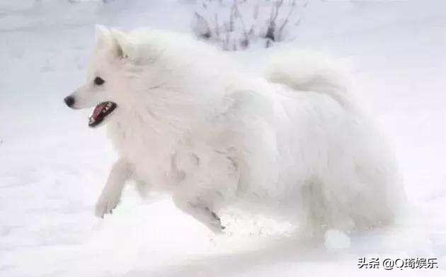 爱斯基摩犬图片大全（附：爱斯基摩犬价格多少钱一只）