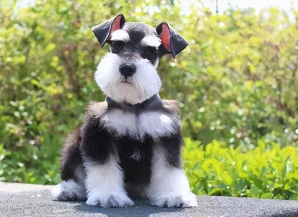 腊肠犬价格一览表（长毛腊肠犬多少钱）