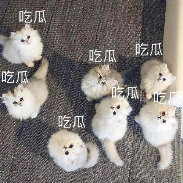 大脸猫图片卡通头像（最近很火的那个猫咪头像）
