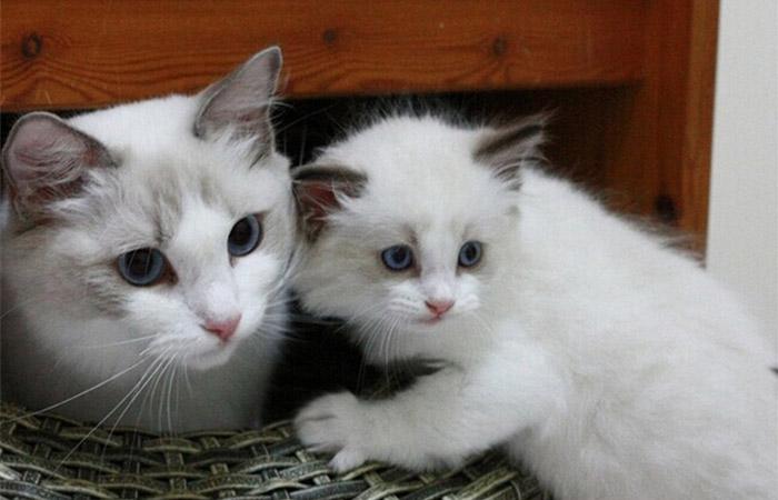 猫咪近亲繁殖会怎样呢（兄妹猫会自然配对吗）
