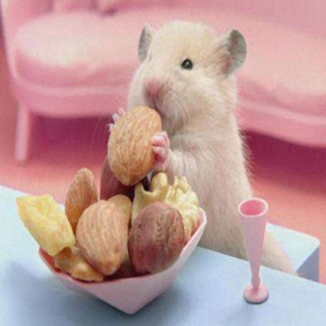 怎么救奄奄一息的仓鼠（注意：仓鼠进入会冬眠假死状态会一睡不起）