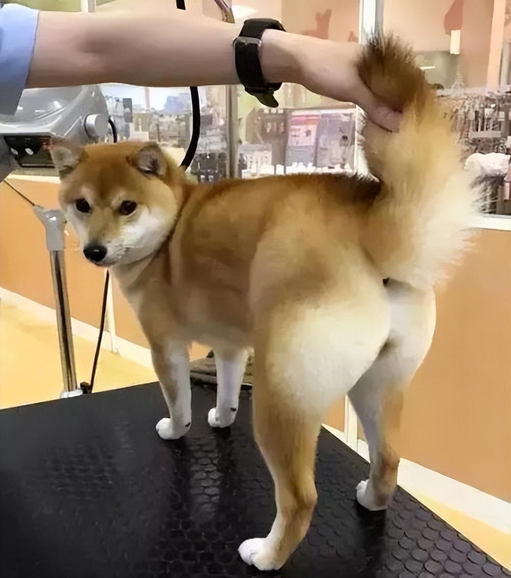 辨别正宗柴犬的6大特征（柴犬如何看品相）