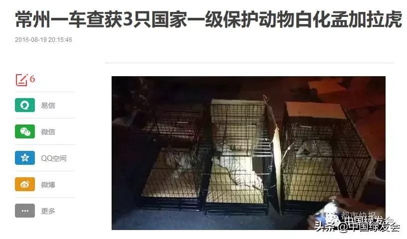 白化孟加拉虎难养吗（详解：白化孟加拉虎资料及图片）