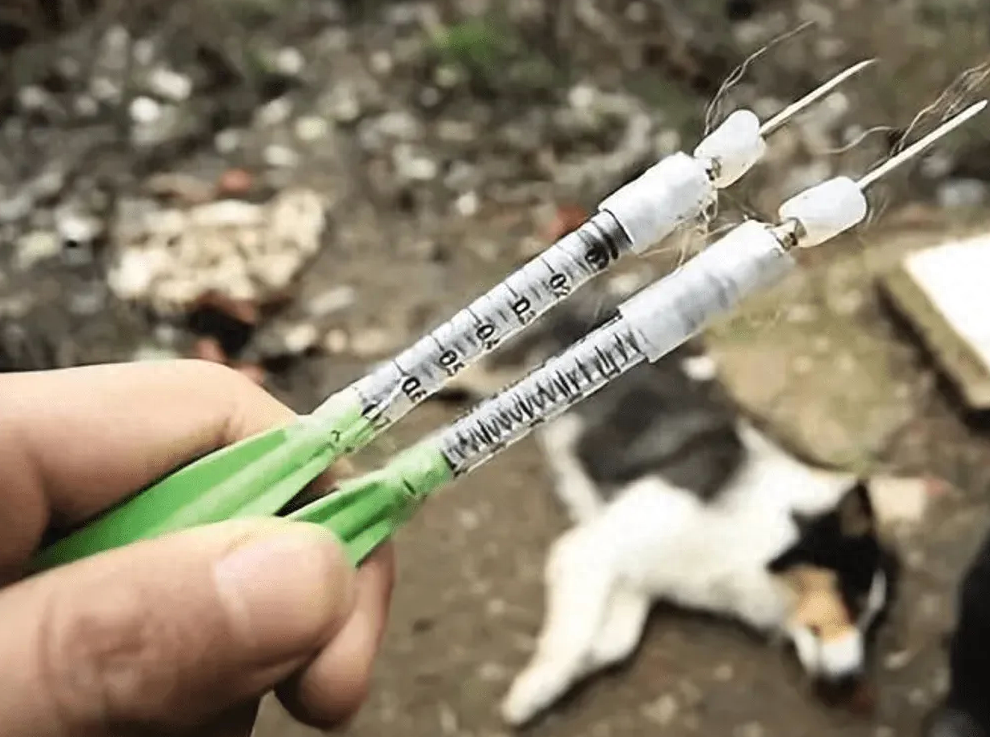最简单的方法毒死狗有吗（附：60秒就能毒倒大狗的‘毒狗针’）