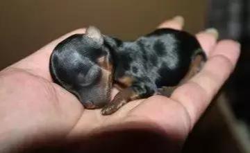 茶杯犬好不好养（详解：不养茶杯犬的6大原因）