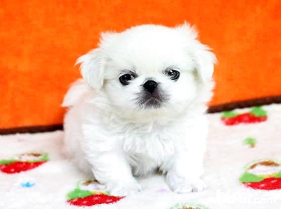 教你鉴别京巴犬的标准方法（如何看京巴犬品相）