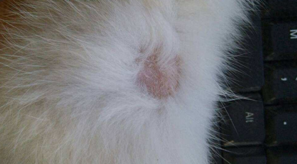 猫癣初期症状图有吗（附：猫藓难根治的原因及治疗与预防）