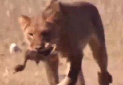 鸵鸟政策是什么政策（扯淡的鸵鸟政策）