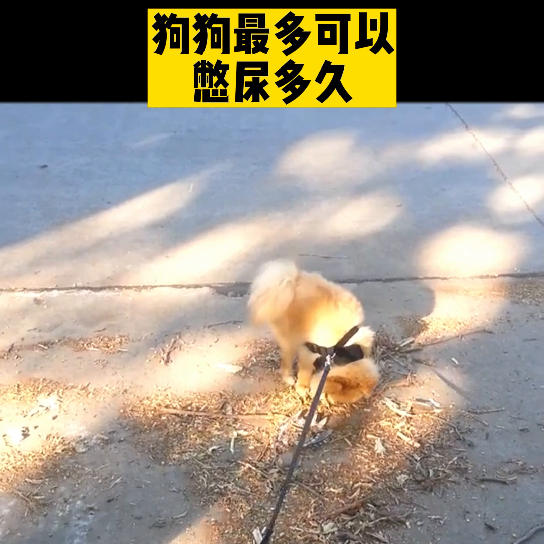 狗狗一天上一次厕所会憋坏吗（狗一天遛一次拉尿可以吗）