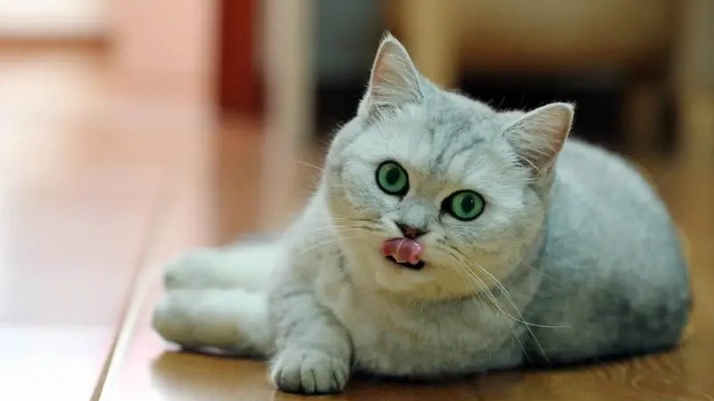 合理的照顾猫的寿命最长能活多久