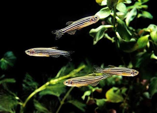 热带鱼怀孕多久能生小鱼儿啊（斗鱼怎么看出是否怀孕了）