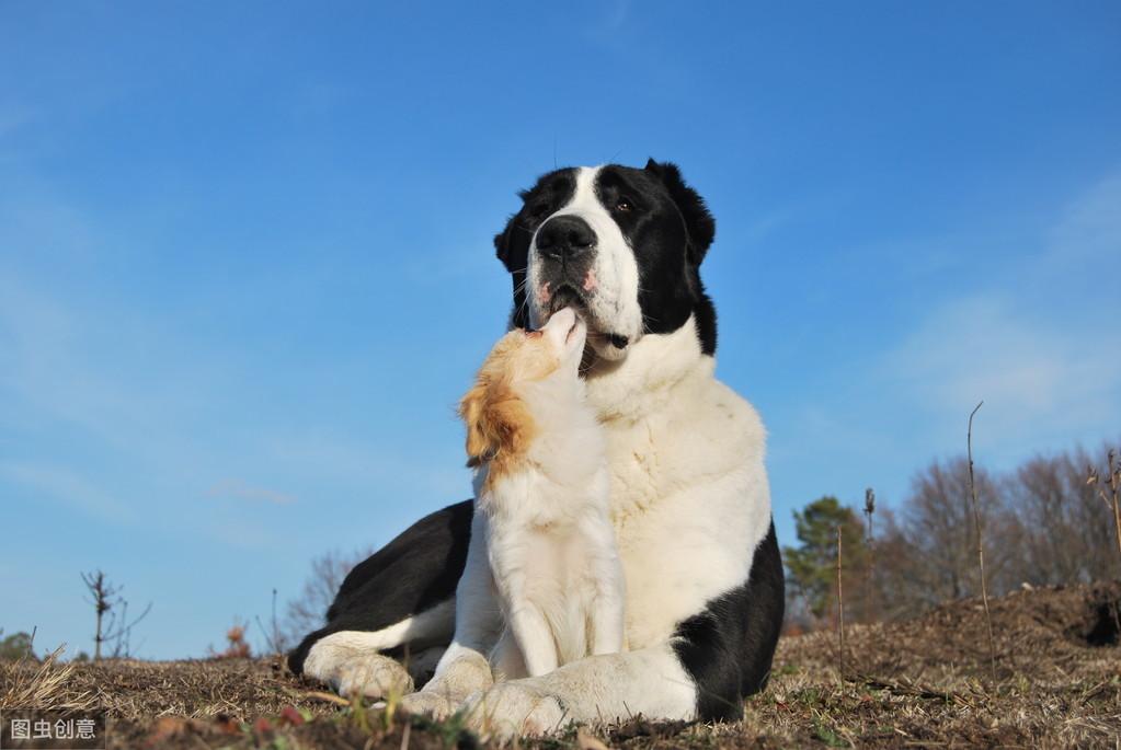 中亚牧羊犬被誉为“最凶狠”的狗狗之一是如何来的（附：中亚犬图）