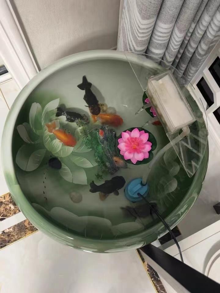 兰寿是冷水鱼还是热水鱼怎么养（兰寿鱼图片及饲养方法）