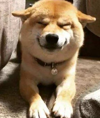 狗狗飞机耳什么意思图片（狗狗一模头耳朵向后贴是开心吗）