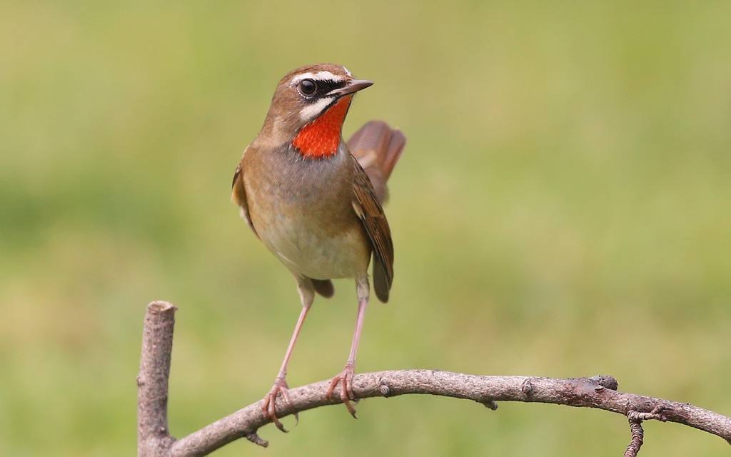 饲养靛鸟该注意哪些（详解：蓝靛鸟的大叫十三口）