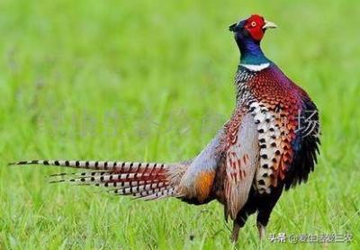 鹧鸪鸡养殖成本（几千元就能养的特种养殖有哪些）