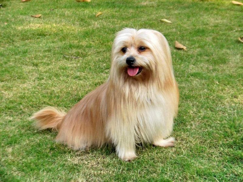 西施犬的图片大合集（详解：有几种颜色的西施犬）