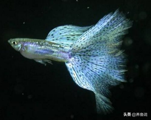 孔雀鱼的养殖方法和注意事项