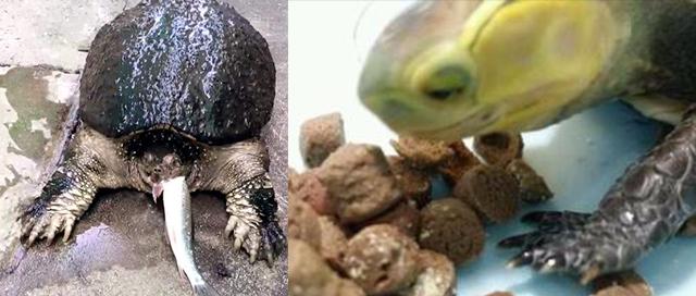 小龟不吃东西怎么办（不吃东西龟友们没有做到这几点）