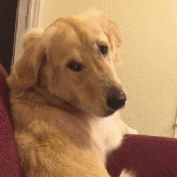 金毛犬的特点及图片（金毛好养吗）