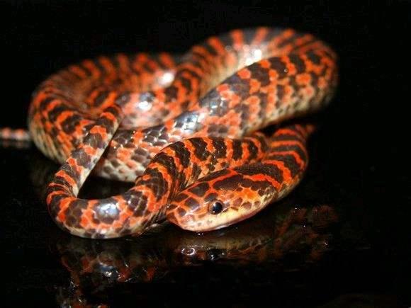 一圈黑色一圈红色的是什么蛇（ 详解：红黑相间的蛇有毒吗）
