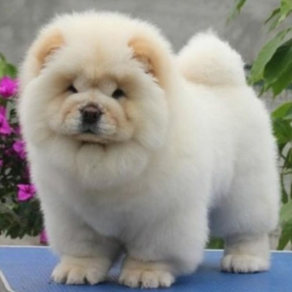 纯种松狮犬价格一览表（松狮犬多少钱一个）