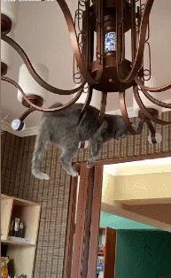 十个蓝猫九个脾气不好（蓝猫脾气是不是比其他猫凶有多凶）