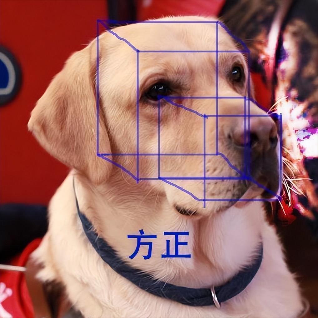 拉布拉多幼犬价格多少钱一只纯黑（教你看拉布拉多纯种不纯种的图片）