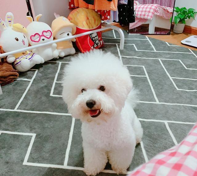 上班族养比熊还是泰迪（养泰迪和比熊哪个省心看这篇就懂了）