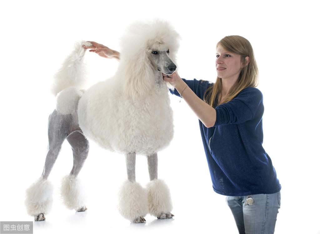 为何养巨型贵宾犬的人这么少（附：巨贵犬图）