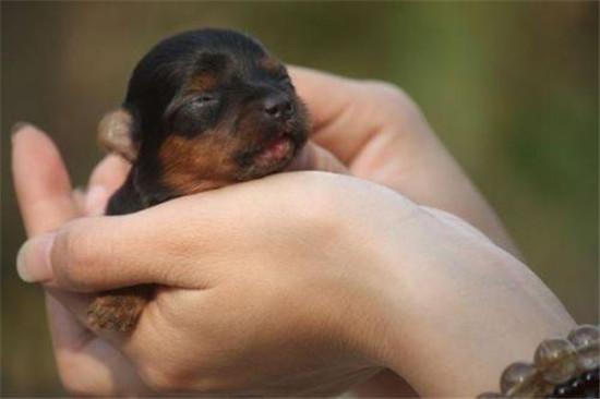 茶杯狗50元一只有吗（博美茶杯犬价格多少钱一只）