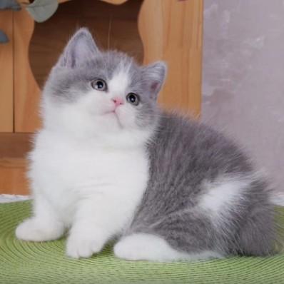 猫咪品种大全及图片和名字价格（详解：英短蓝猫为什么不建议养）